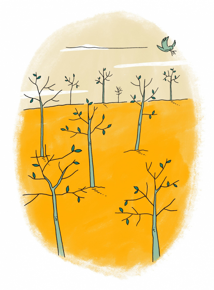 jonge bomen in de groei